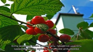 Пошаговое руководство по обрезке войлочной вишни летом для начинающих