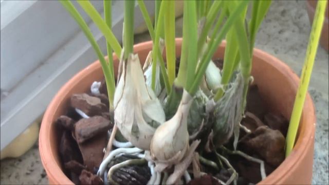 Encyclia Bractescens