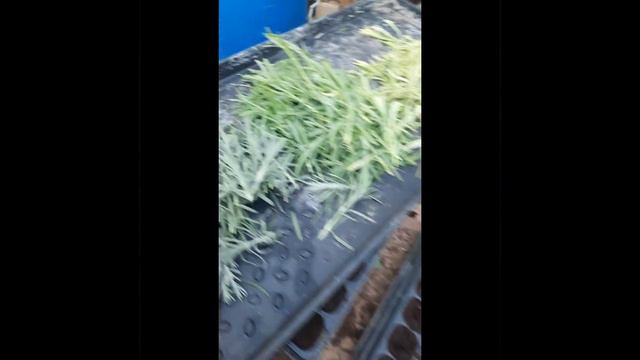 Укореняю,розмарин,лаванду и тимьян 2023. Www.tx-trunov.ru