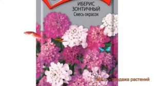 Иберис зонтичный Зонтичный Смесь окрасок ? обзор: как сажать, семена ибериса Зонтичный Смесь окрасо