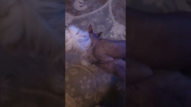 Сфинкс КОТ-ПРИСТАВАКА)))).mp4 смотреть онлайн