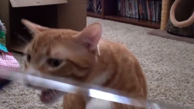 Life With Cats - Funny Compilation смотреть онлайн