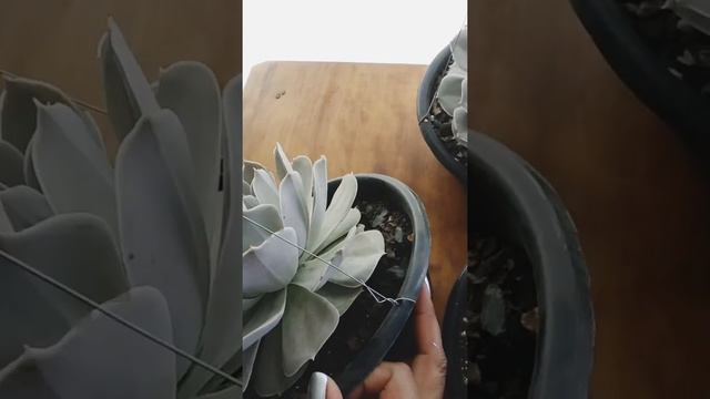 Echeveria Runyonii San Carlos...Cuidados básicos. смотреть онлайн