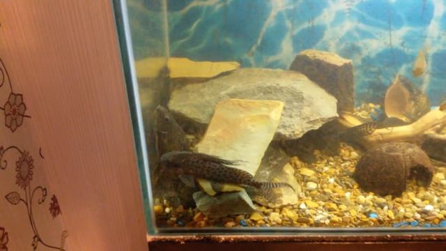 Сомы перевертыши (синодонтис) смотреть онлайн