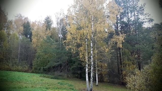 Дмитрий Кедрин. Родина. Андрей Гетман (художественное слово). смотреть онлайн