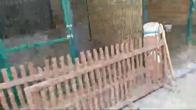 Срочные Новости! Вынесен Приговор По Делу ЛЬВА СИМБЫ!#симбаживи смотреть онлайн