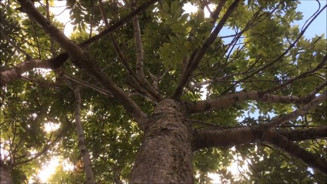 Common ash (Fraxinus excelsior) - canopy - August 2017 смотреть онлайн