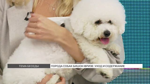 Порода собак бишон фризе: уход и содержание смотреть онлайн