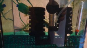 Разведение данио в домашних условиях.