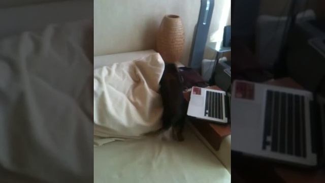 Норная охота / притравка собак / такса Кирюша смотреть онлайн