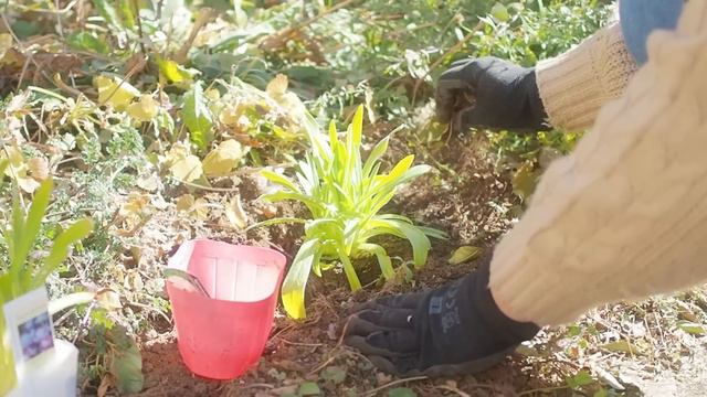 《2月のガーデニング＊6つの庭仕事》宿根草の植え付け＊クレマチス植え替え、他《T's Garden》 смотреть онлайн