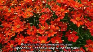 Кореопсис многолетний — посадка и уход
