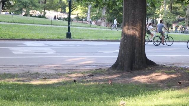 ⛲️ 10 Our Last Day in New York (?? DAY 10,?NY) | Carnegie Hall, Central Park, & Serendipity смотреть онлайн