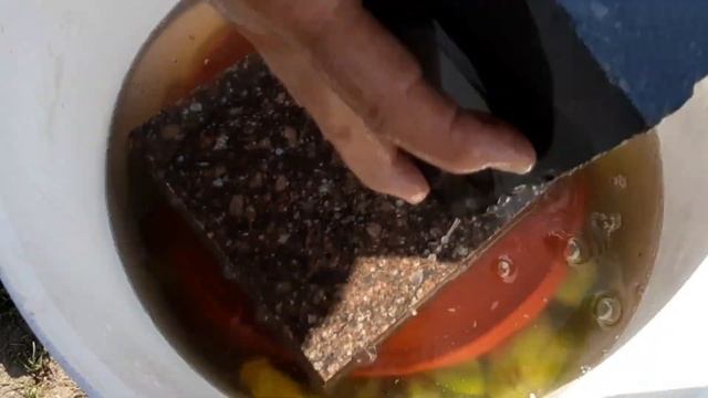 Малосольный из зелёного болгарского перца.Կանաչ պղպեղի թթու։ смотреть онлайн