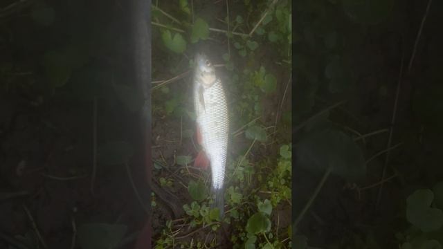 УХУ, ЕВШИЙ,СЕГОДНЯ,СТАНУ, И МАТ РОС И ГОЛ ЛАВЛ Ь,ЗЕМЛЯКАМИ,СТАНУТ. смотреть онлайн