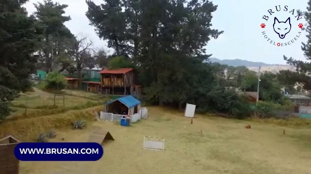 HOTEL para PERROS en la Ciudad de México смотреть онлайн