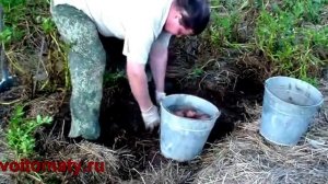 Картошка под соломой.Как вырастить.