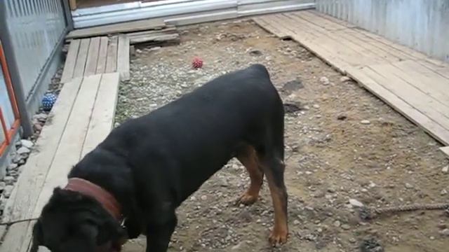 Ротвейлер Дик (Animal shelter) смотреть онлайн