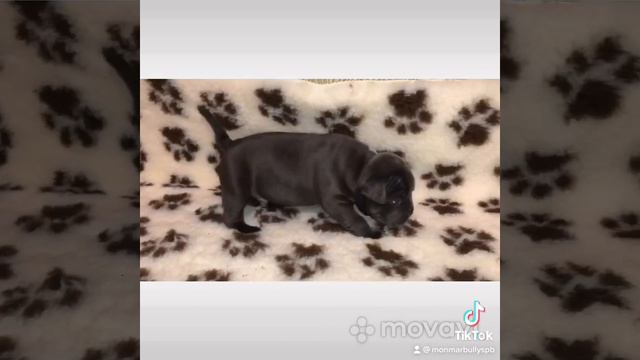 Американский булли малыш стандарт 💎🌸💎 смотреть онлайн