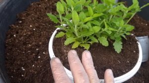 Глаз не отвести от красоты этого цветка.Мои секреты букетной формировки вербены в кашпо.