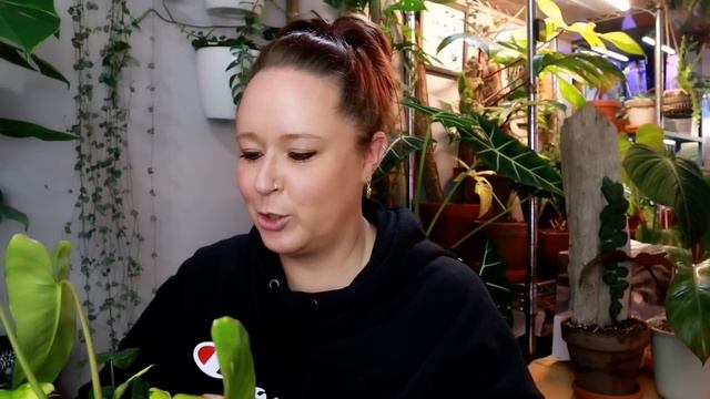 Huge Collective Houseplant Haul! Some WOW Plants!!