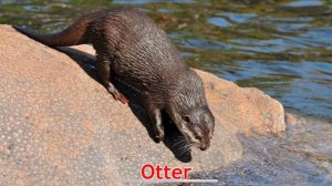 Животные леса 2!