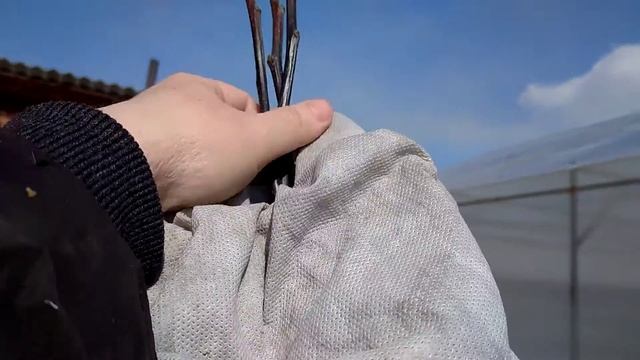 груши из светофора подмерзли 12.03.2022 смотреть онлайн