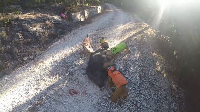 battue dans les cévènne 3 sangliers vue 2 prélevés смотреть онлайн
