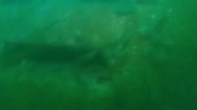 Al Mouj Muscat Arab Marine Pyramid Artificial Reefs смотреть онлайн