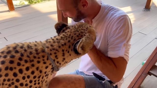 Гепард играет в напёрстки!!! Герда удивила своими способностями!