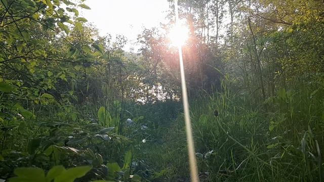 Birdsong on the lake shore. June 3, 2021 / Озеро Вяча, Минский район смотреть онлайн