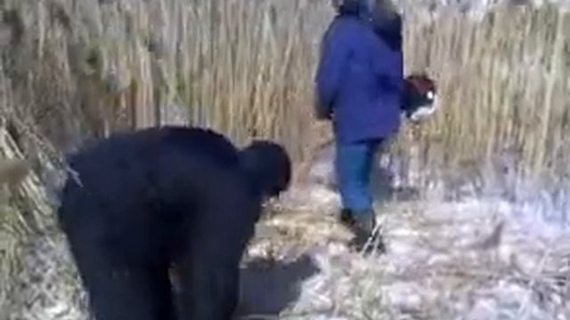 Заготовка очерета бензокосой смотреть онлайн