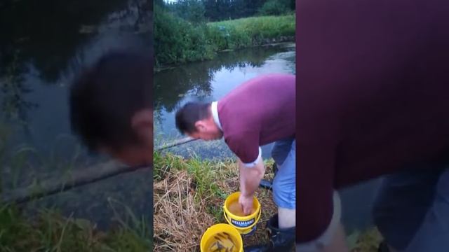 Первые карасики и вьюны,запуск в пруд