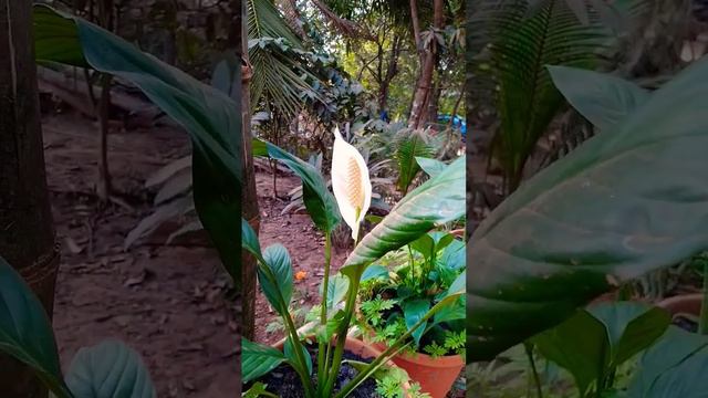 The beautiful flowers смотреть онлайн