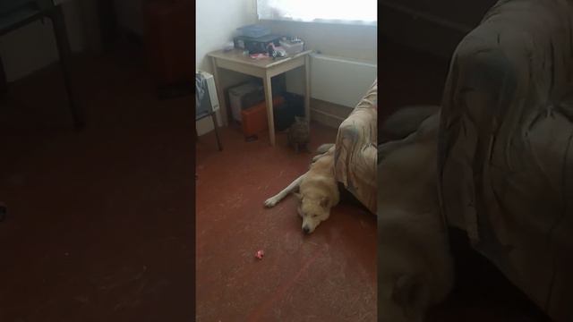 Кот прячется за собаку. смотреть онлайн