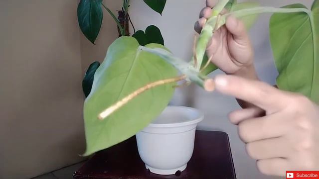Syngonium Chiapense Houseplant | Easy Plant | How To Propagate Syngonium Chiapense | Big Leaves смотреть онлайн