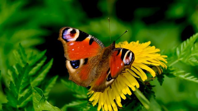 #musicringtone#music2021#music || RINGTONE|| BUTTERFLY | BEAUTIFUL RAIN FOREST BUTTERFLY WITH FLOWE смотреть онлайн