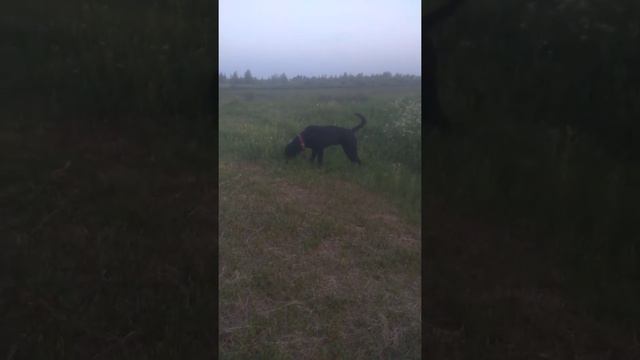 Кане Корсо Зота отдых на природе смотреть онлайн