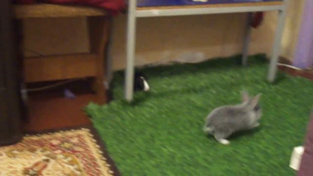 Канадский сфинкс,Декоративный кролик,Морская свинка. смотреть онлайн