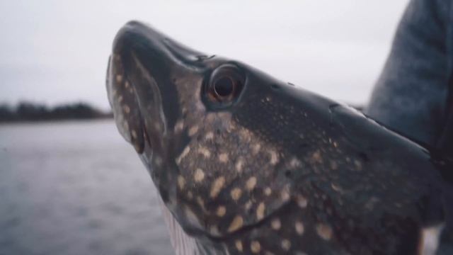 Okuma ITX Carbon Spinning reels смотреть онлайн