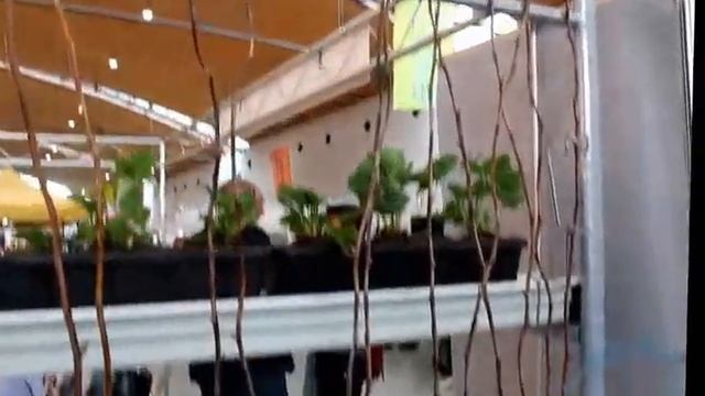 Туламин, Туламін, Tulamen. Малина, Raspberry смотреть онлайн