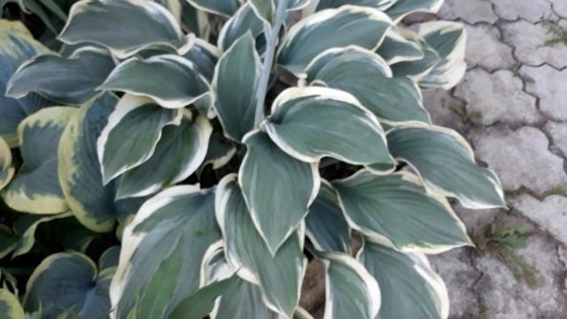 #hosta #RegalSplendor #хоста #РегалСплендор/Хоста Регал Сплендор(лат.hosta Regal Splendor). Цветени смотреть онлайн