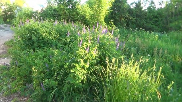 Ботанический сад в Костроме смотреть онлайн