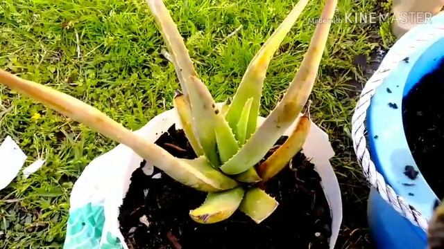Up-Potting A Special Plant And More Garden Updates смотреть онлайн