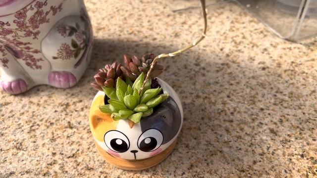 🐱 💐 🥰 🐈 Cute and lovely cat pottery for succulents and cacti! 🐱 🌵 🐈 смотреть онлайн
