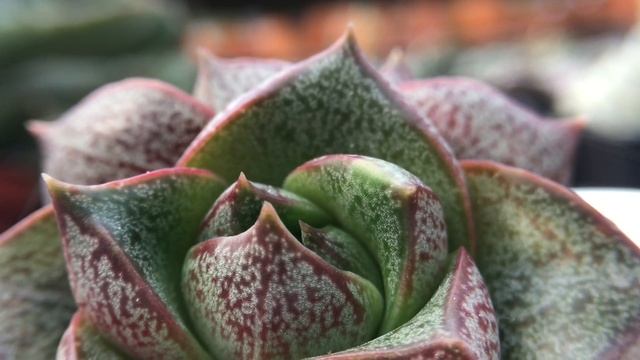 Echeveria purpusorum 多肉植物辨識 大和錦 смотреть онлайн