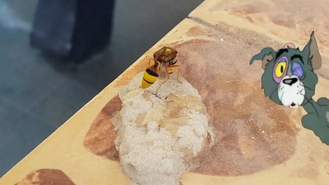 Оса гончар строит дом | Развивашка для детей | 0+ смотреть онлайн