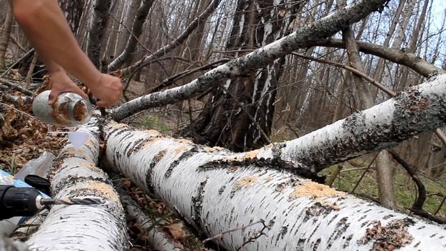 Ежовик гребенчатый в лесу. Эксперимент с привитием в естественной среде. смотреть онлайн