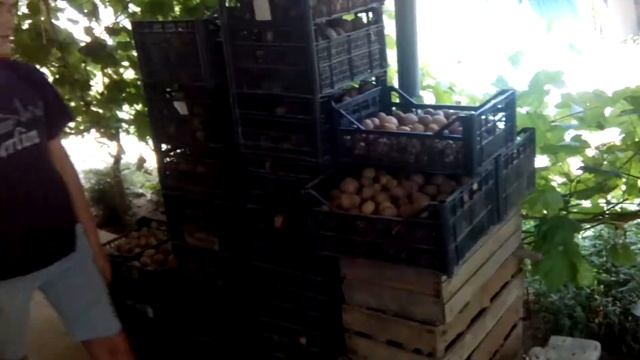 Ящики кончились от картофеля!240кг. СОРОКОДНЕВКА И СИНЕГЛАЗКА КРУТО:) смотреть онлайн