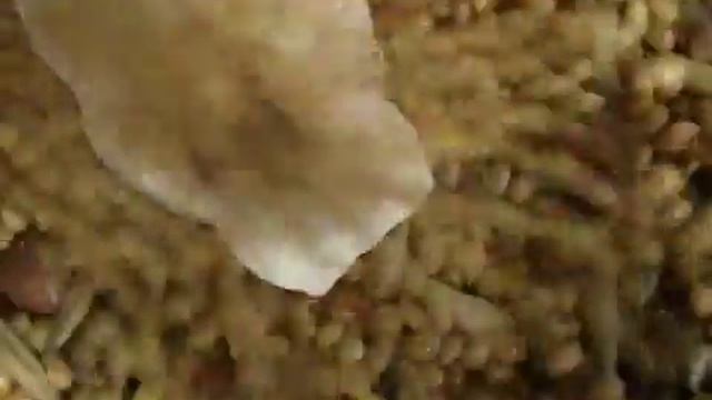 что едят волнистые попугаи смотреть онлайн